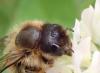 Osmia (emarginata-mustelina)